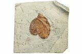 Fossil Leaf (Zizyphus) - Montana #223801-1